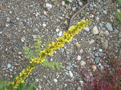 Verbascum nigrum
