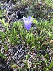 Campanula lasiocarpa