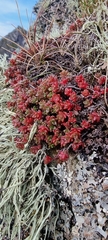 Sedum anglicum