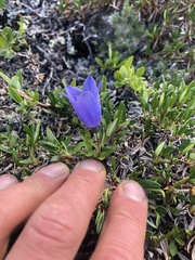 Campanula lasiocarpa