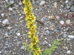 Verbascum nigrum