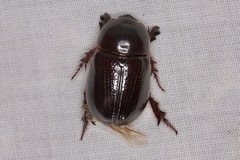 Pentodontini