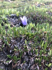 Campanula lasiocarpa