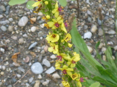 Verbascum nigrum
