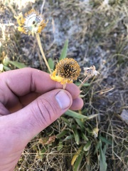 Helenium bigelovii
