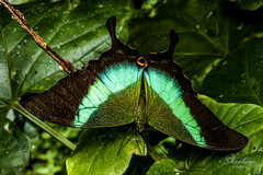Papilio buddha