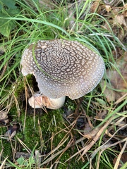 Amanita rubescens