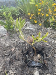 Leucospermum erubescens