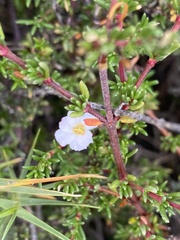 Frankenia pauciflora