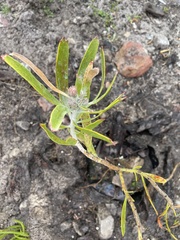 Leucospermum erubescens