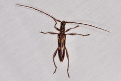Coptocercus rubripes