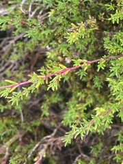 Frankenia pauciflora