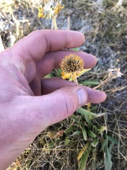 Helenium bigelovii