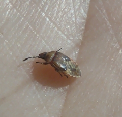 Kleidocerys resedae