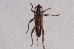 Coptocercus rubripes