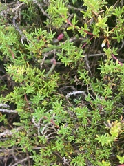 Frankenia pauciflora