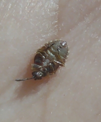 Kleidocerys resedae