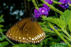 Euploea klugii kollari