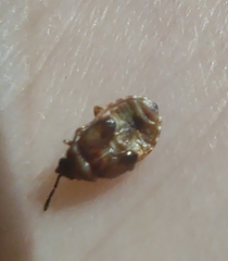 Kleidocerys resedae
