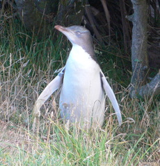 Megadyptes antipodes