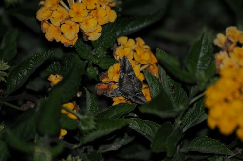Alfalfa Looper photo 6