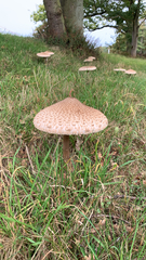 Macrolepiota procera