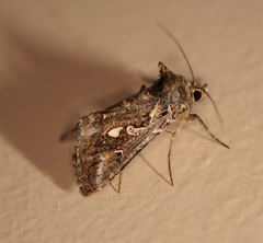 Chrysodeixis argentifera