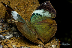 Kallima horsfieldii