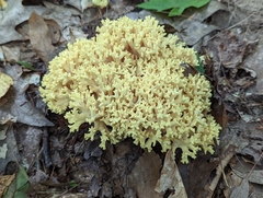 Ramaria rasilispora