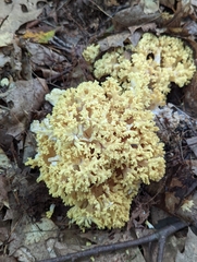 Ramaria rasilispora