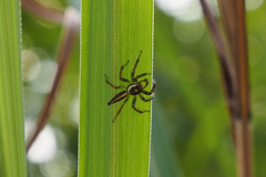 Telamonia