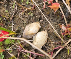 Atlanticoncha ochracea