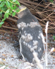 Megadyptes antipodes