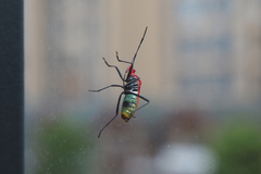 Dindymus sanguineus