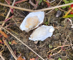 Atlanticoncha ochracea