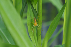 Oxyopes macilentus