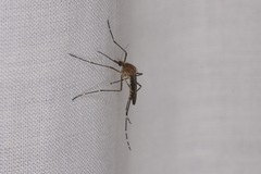 Aedes alboannulatus