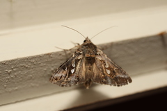 Chrysodeixis argentifera