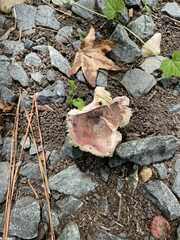 Russulaceae