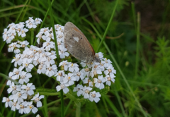 Coenonympha glycerion
