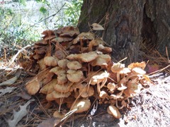 Desarmillaria caespitosa
