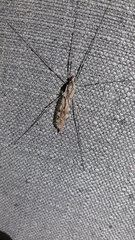 Tipula abdominalis