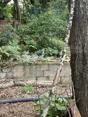 Corvus brachyrhynchos