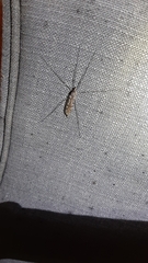 Tipula abdominalis