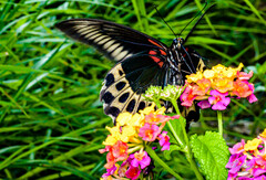 Papilio polymnestor