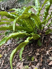 Asplenium scolopendrium scolopendrium