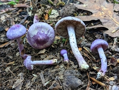 Inocybe lilacina