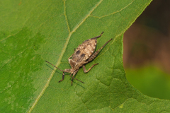 Acanthocoris scaber