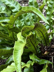 Asplenium scolopendrium scolopendrium