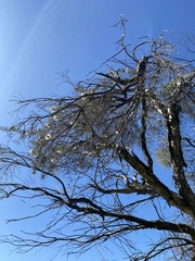 Melaleuca lanceolata